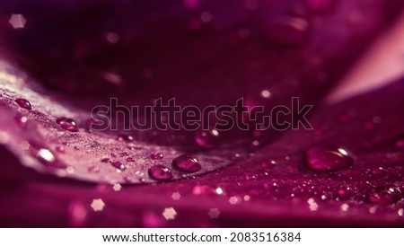 Blurred background, panoramic photo. Water drops glisten on rose petals