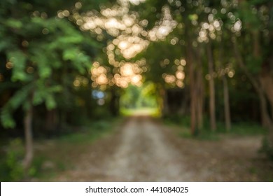 Forest Blurred Background Hd Stock Images Shutterstock