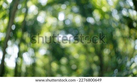Blurred background of a photo of foliage trees in forest Stock foto © 
