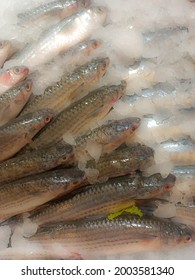 Blurred background picture of flathead grey mullet fish as known as ikan belanak sold at the market