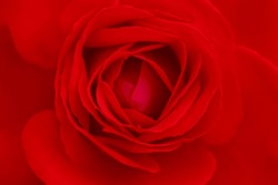 Blurred For Background.Red Rose Background.Concept For Valentine Day.