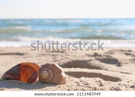 Blurred background of the sea, two shells on the sand on the seashore in sunshine day