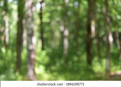 Blurred Background Of Sunny Green Forest