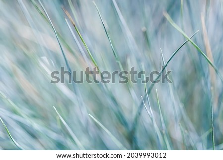 Blurred background, texture, pattern of blue green grass. Extreme bokeh with light reflection. Natural backdrop.