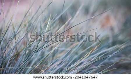 Blurred background, texture, pattern of blue green grass. Extreme bokeh with light reflection. Natural backdrop.