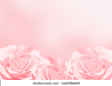 PowerPoint Template: blurred-background-with-three-roses (innhkpnnlh)