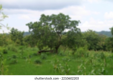 Blurred Background View Of Big Sturdy And Strong Tree