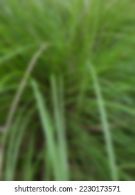 blurred background view of grass