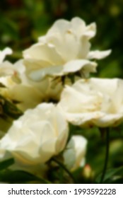 Blurred Background Of White Flower, Suitable For Holy Matrimony Related Contents