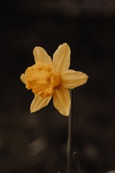 Blurred Background With Yellow Daffodil, Background With Daffodil, Backlit Daffodils, Or Narcissus, Sign Of Spring, Yellow Daffodils In Garden , Spring Flowers



