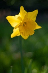 Blurred Background With Yellow Daffodil, Background With Daffodil, Backlit Daffodils, Or Narcissus, Sign Of Spring, Yellow Daffodils In Garden , Spring Flowers
