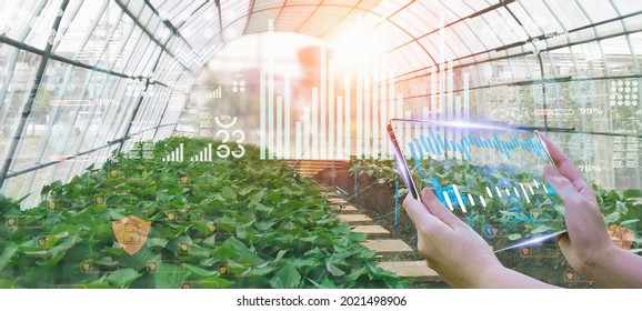 Blurred background-business woman using smart tablet,organic vegetable house production control,concept technology to future trading world market,track productivity,satellite for agriculture with AI