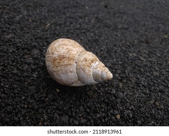 Blurred Background,Focus On Snail Shell Of Littoraria angulifera or the mangrove periwinkle is a species of sea snail, a marine gastropod mollusc in the family Littorinidae, the winkles
