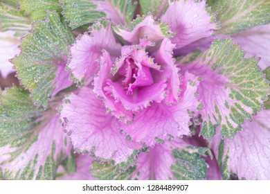 Blurred for Background.Natural fresh purple cabbage (Ornamental Kale) with dew drops for texture.