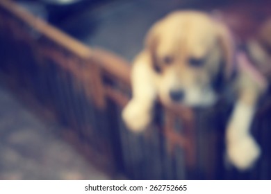 Dog Blur Images Stock Photos Vectors Shutterstock