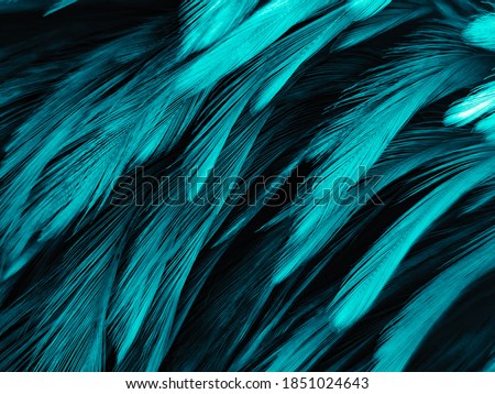 Blurred beautiful abstract green feathers on dark background and black feather texture on dark pattern and green background, yellow feather wallpaper, love theme, valentines day, green texture