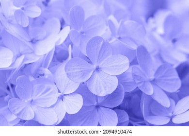 Blurred Beautiful Purple Very Peri hydrangea or hortensia flower close up. Artistic natural background. 