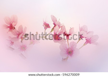 Similar – Foto Bild Frühlingsbrise Natur Blüte