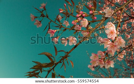 Similar – Image, Stock Photo Flower store (7) anemone