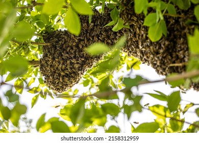 Blurred Bee Swarm Drone On Tree Branches, With Green Foliage Against The Sun