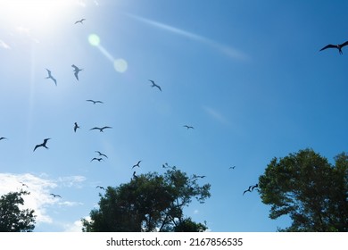 Blurred Black Silhouettes Of Birds Similar To Pterodactyls Soar In The Sky. Bird Island In Sian Caan Biosphere Reserve, Mexico. Frigate Birds Over The Trees.