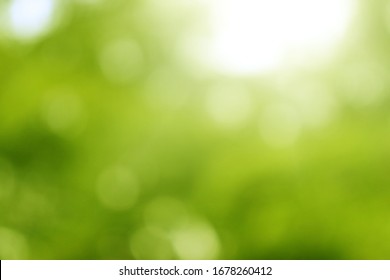 Blurred Bokeh Background Image Of Light Green Foliage