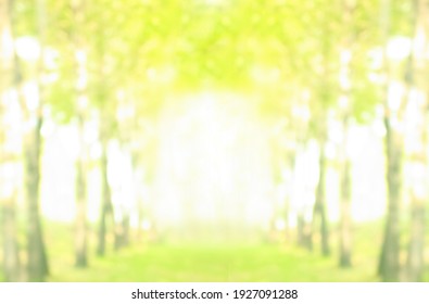 blurred bokeh of green spring forest . sunny day light. perspective in park. springtime background.