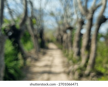 ​A blurred, bokeh-style image capturing the scene of a rustic, unpaved path flanked by a line of bare, grey tree trunks creating an archway or tunnel-like effect