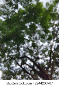 Blurred of bottom view from tree and light in the afternoon