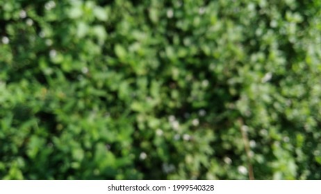 Blurred Box Hedge With Green Leafs