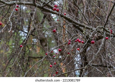 Blurred branch of wild apple tree with red fruits withered from frost peeled and bitten by birds, autumntime, haze and soft focus in dark cloudy forest. Crab apples on branches in autumn harp frosts.