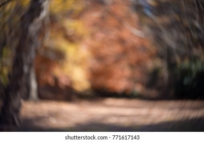 Blurred Bright Abstract Autumn Forest Bokeh Background