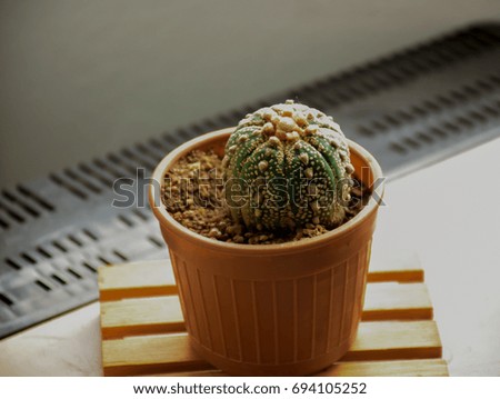Blurred cactus in a pot. 