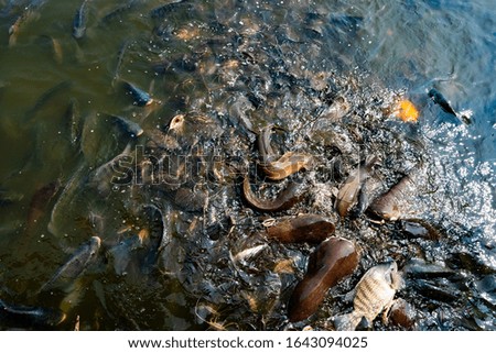 Blurred catfish and nile tilapia fish eating food from feeding in pond