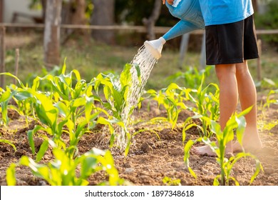 Blurred children holding watering pot to working in corn field organic farm agriculture - Shutterstock ID 1897348618