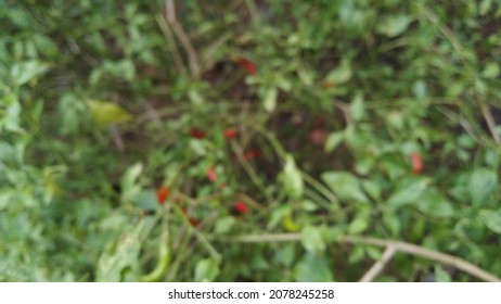 Blurred Chili Photo In The Garden Behind The House