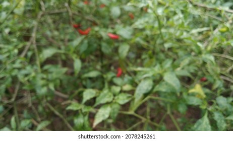 Blurred Chili Photo In The Garden Behind The House