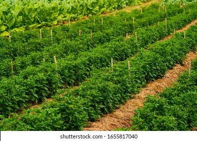 Blurred chilli pepper plantation in organic garden farm agriculture
