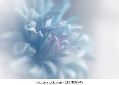 Blurred chrysanthemum flower with soft focus. A flower on a light foggy background. Close-up. Nature.Close-up. Nature. - Powered by Shutterstock