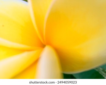 Blurred close-up macro portrait of yellow Balinese Frangipani Flower petals for creative backdrop design. Kembang Jepun, Bunga Kamboja, Plumeria beautiful and fragrant flower.  - Powered by Shutterstock