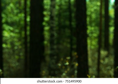 Blurred Dark Green Forest Background