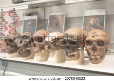 Blurred defocus photo. Scull structure from Neandertal to modern man are in the school biology class. 