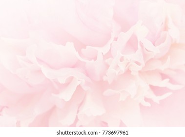 Blurred delicate peony petals, unfocused abstract flower background, pastel and soft floral card - Shutterstock ID 773697961