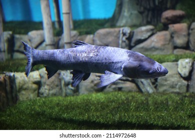 Blurred  Fish Black Carp (Mylopharyngodon Piceus) Underwater