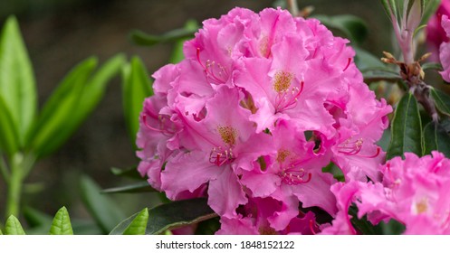 Azalea Flowers Wallpaper Images, Stock Photos & Vectors  Shutterstock