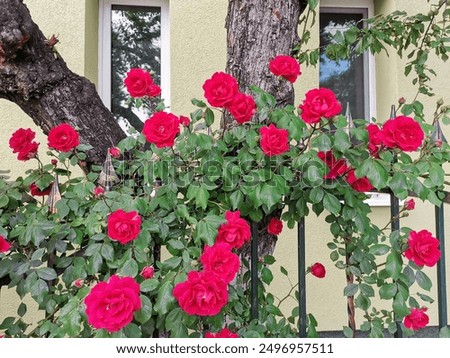 Similar – Image, Stock Photo fenced flowers blossoms