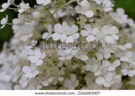 Blurred floral background hydrangea paniculata Bobo. High quality photo