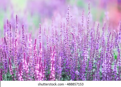 Russian Sage Images Stock Photos Vectors Shutterstock