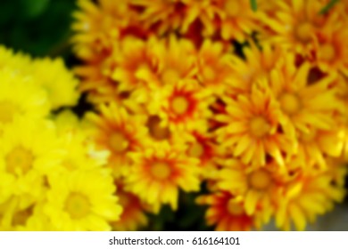 BLURRED FLOWER BACKGROUND