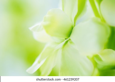 Blurred Of Flower Fabric Green Color For Background